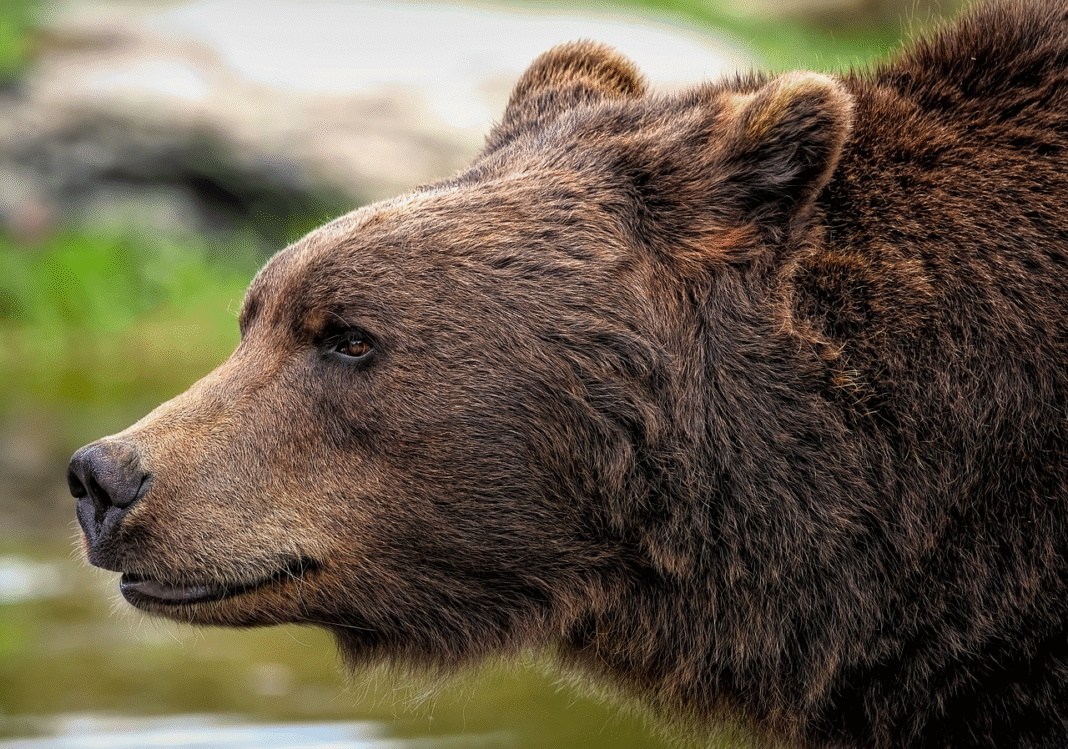 bear-with-smal-bears