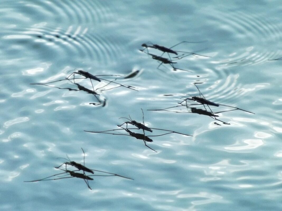 mosquitos