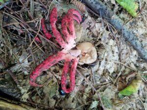 Lovkasta mreznica Clathrus archeri