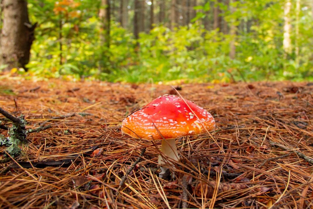 mushroms