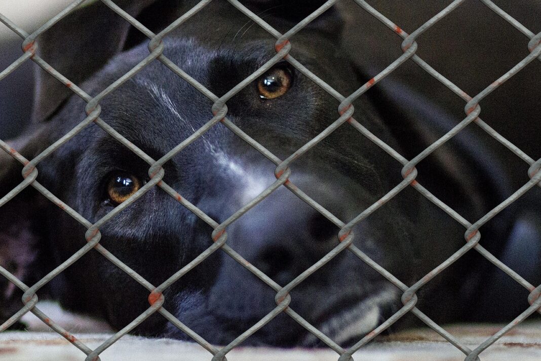 dog-shelter
