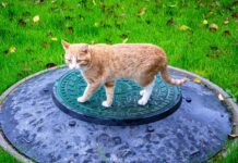 Rok za vgradnjo čistilne naprave danes: Preverite, ali vas čaka kazen!