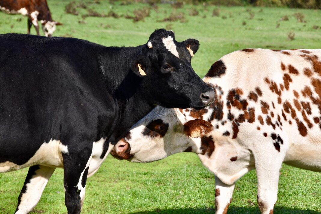 cows