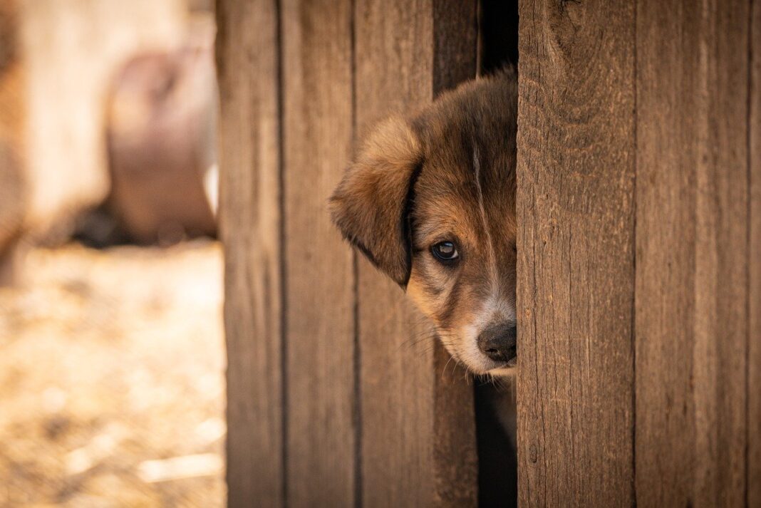 dog-shelter