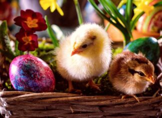 Sin v Sevnici v napetem dvoboju premagal očeta v sekanju pirhov