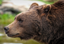 Medvedi v Sloveniji: Kako zagotoviti varno sobivanje ljudi in živali