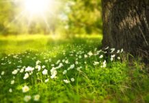 Čistilna akcija v Črnomlju: Projekt Zeleni kilometer oživi bregove rek