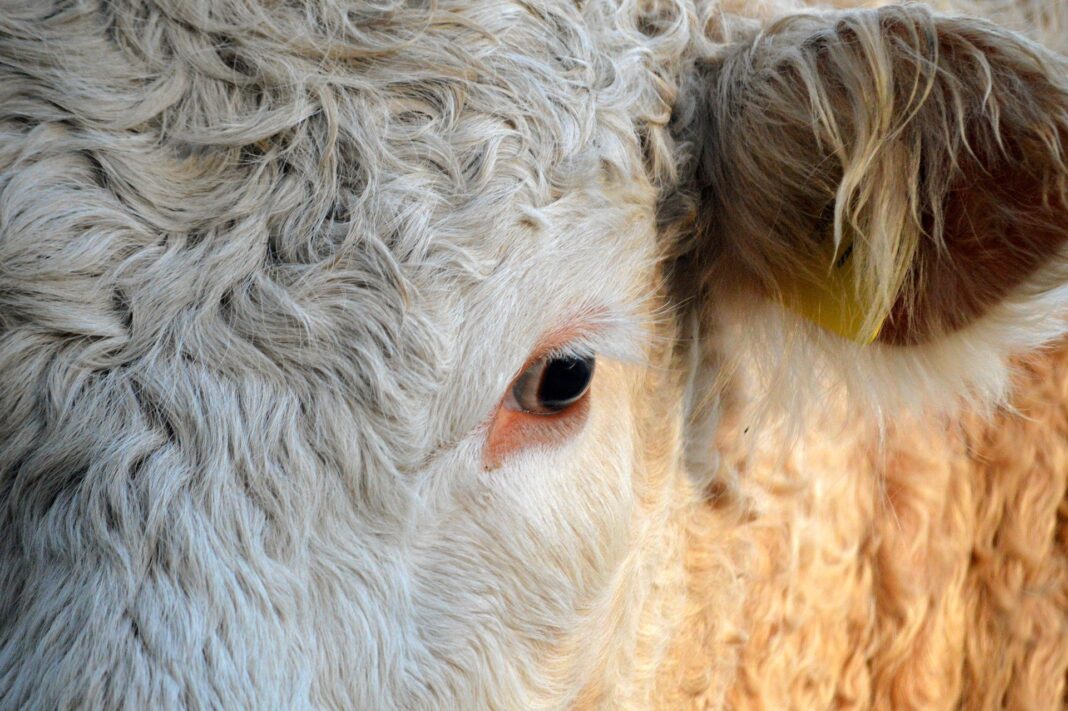 neelam279-beef-9960246_1920