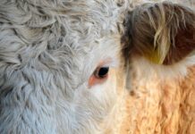 Dramatičen požar v Krakovskem gozdu in neuspešno iskanje telička z dronom