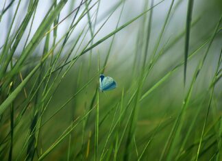 Odpadki še vedno izziv za Zelene straže na OŠ Otočec