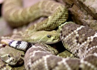 Kako ohraniti dvorišče brez kač: Preizkušene naravne metode