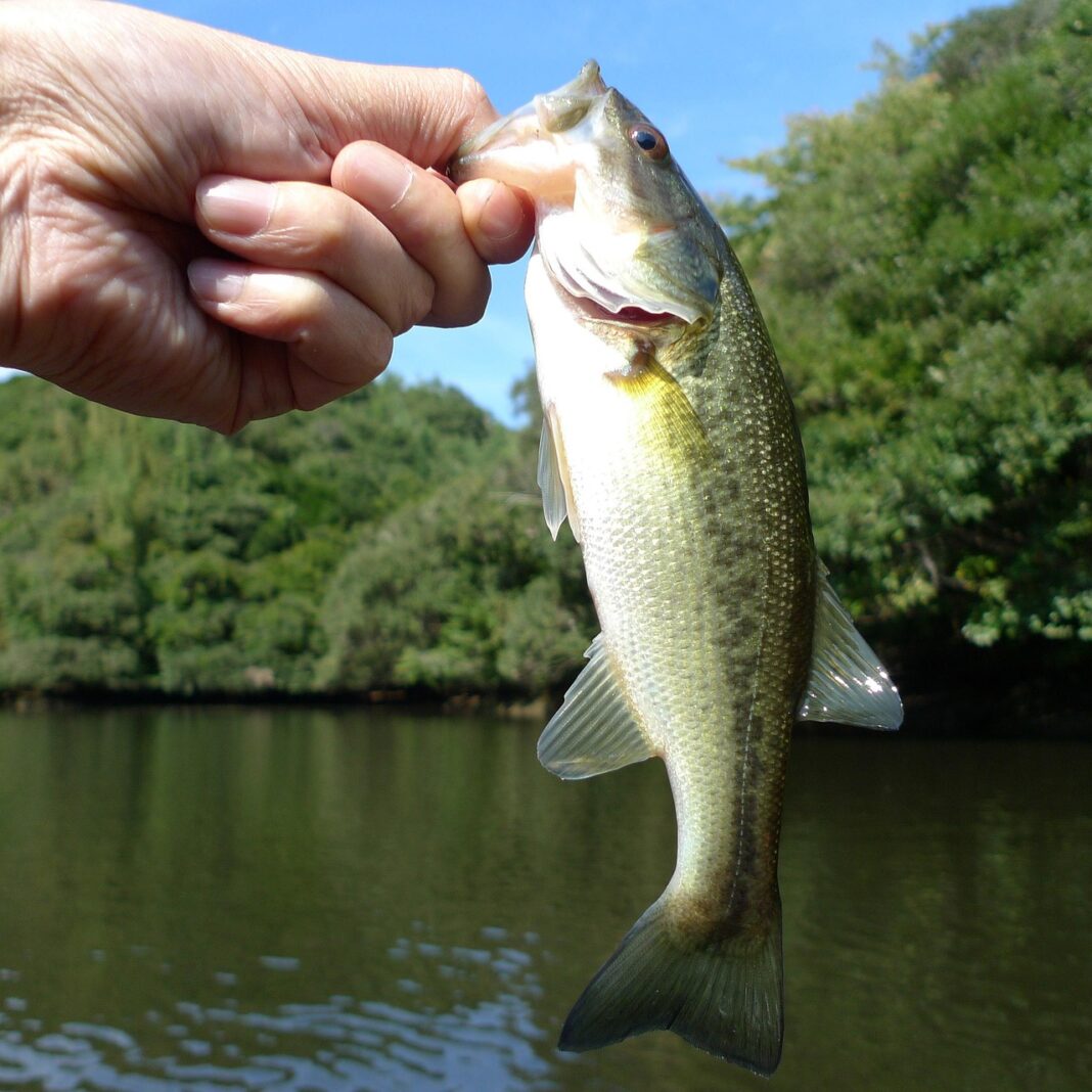 dead-fish-in-lake