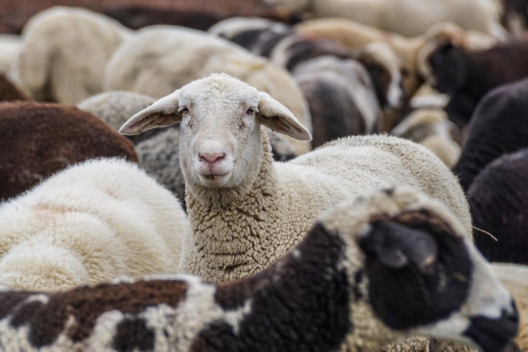 sheeps