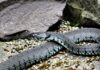 Modras ugrizne štiriletnika v Istri: Deček v bolnišnici