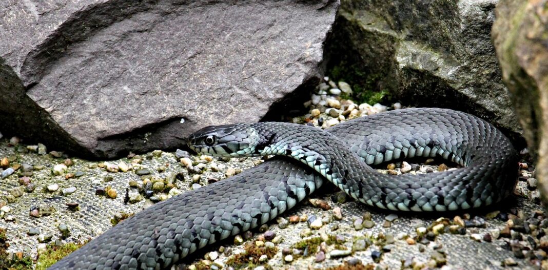 snake