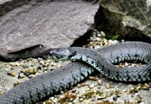 Modras ugrizne štiriletnika v Istri: Deček v bolnišnici