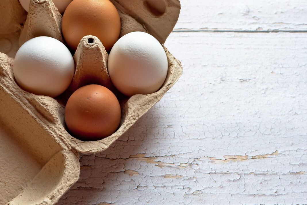 chichen-egg