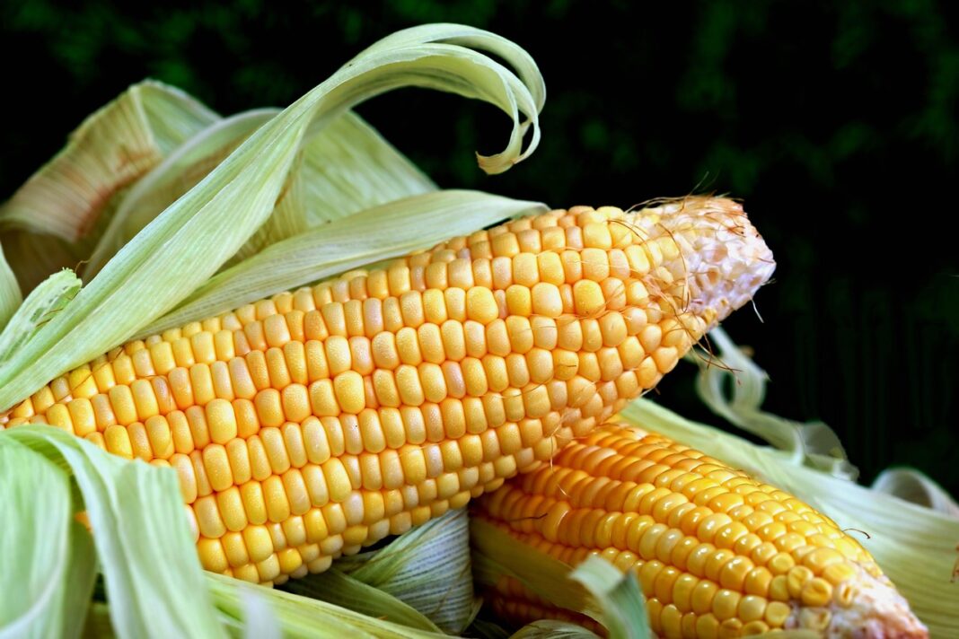 corn
